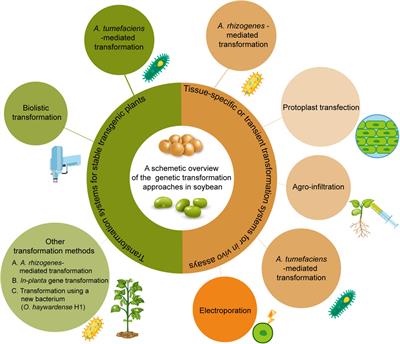 Progress in Soybean Genetic Transformation Over the Last Decade